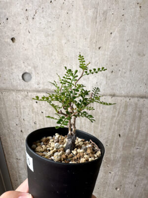 プラントブラザーズ