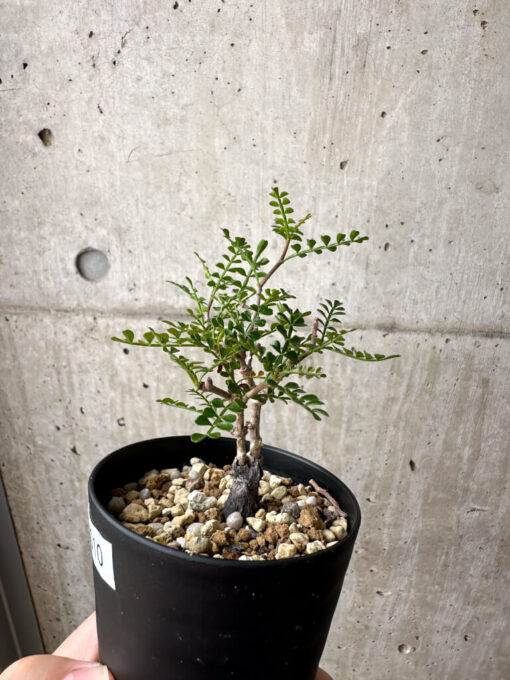 【現品限り】オペルクリカリア・パキプス 根挿し【AE10】 Operculicarya pachypus【植物】塊根植物 夏型 コーデックス - 画像 (3)