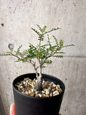 プラントブラザーズ