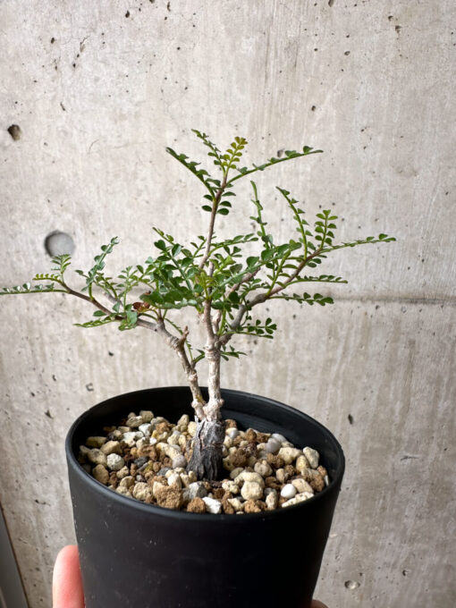【現品限り】オペルクリカリア・パキプス 根挿し【AE10】 Operculicarya pachypus【植物】塊根植物 夏型 コーデックス - 画像 (4)