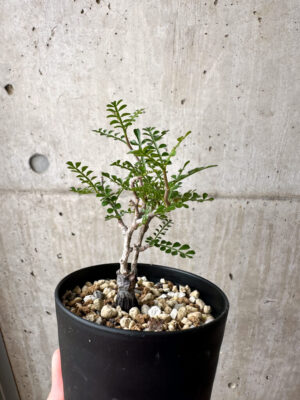 プラントブラザーズ