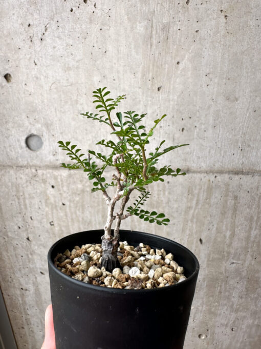 【現品限り】オペルクリカリア・パキプス 根挿し【AE10】 Operculicarya pachypus【植物】塊根植物 夏型 コーデックス - 画像 (5)