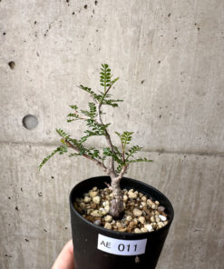 【現品限り】オペルクリカリア・パキプス 根挿し【AE11】 Operculicarya pachypus【植物】塊根植物 夏型 コーデックス