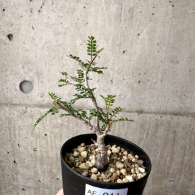 【現品限り】オペルクリカリア・パキプス 根挿し【AE11】 Operculicarya pachypus【植物】塊根植物 夏型 コーデックス