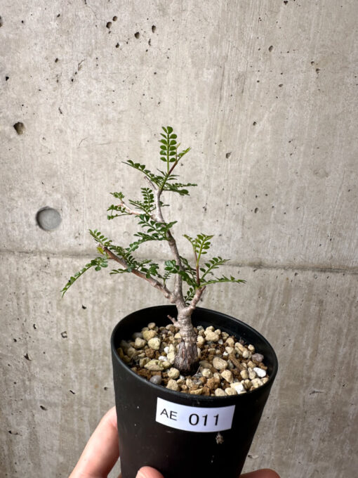 【現品限り】オペルクリカリア・パキプス 根挿し【AE11】 Operculicarya pachypus【植物】塊根植物 夏型 コーデックス
