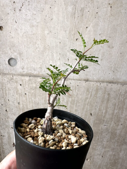 【現品限り】オペルクリカリア・パキプス 根挿し【AE11】 Operculicarya pachypus【植物】塊根植物 夏型 コーデックス - 画像 (3)
