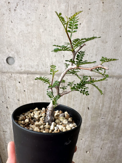 【現品限り】オペルクリカリア・パキプス 根挿し【AE11】 Operculicarya pachypus【植物】塊根植物 夏型 コーデックス - 画像 (4)