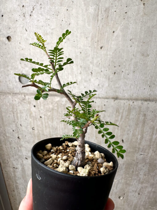 【現品限り】オペルクリカリア・パキプス 根挿し【AE11】 Operculicarya pachypus【植物】塊根植物 夏型 コーデックス - 画像 (5)