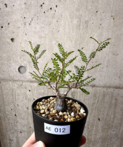 【現品限り】オペルクリカリア・パキプス 根挿し【AE12】 Operculicarya pachypus【植物】塊根植物 夏型 コーデックス