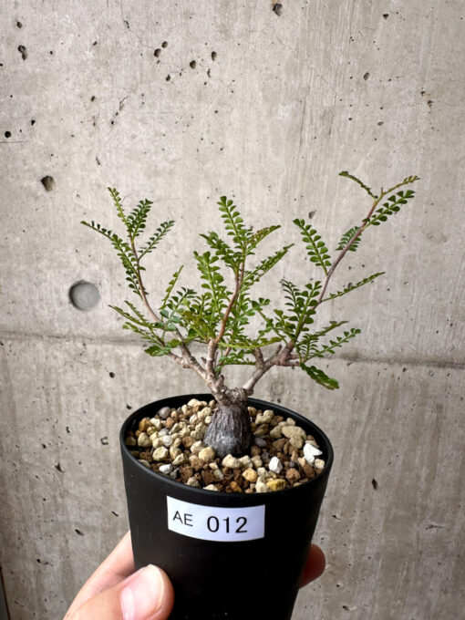 【現品限り】オペルクリカリア・パキプス 根挿し【AE12】 Operculicarya pachypus【植物】塊根植物 夏型 コーデックス