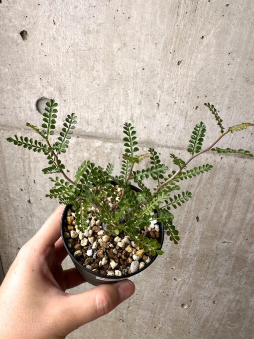 【現品限り】オペルクリカリア・パキプス 根挿し【AE12】 Operculicarya pachypus【植物】塊根植物 夏型 コーデックス - 画像 (2)