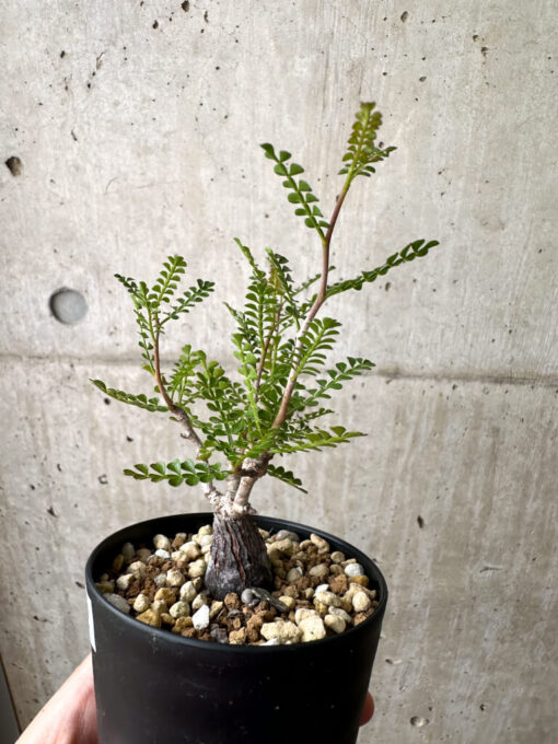 【現品限り】オペルクリカリア・パキプス 根挿し【AE12】 Operculicarya pachypus【植物】塊根植物 夏型 コーデックス - 画像 (3)