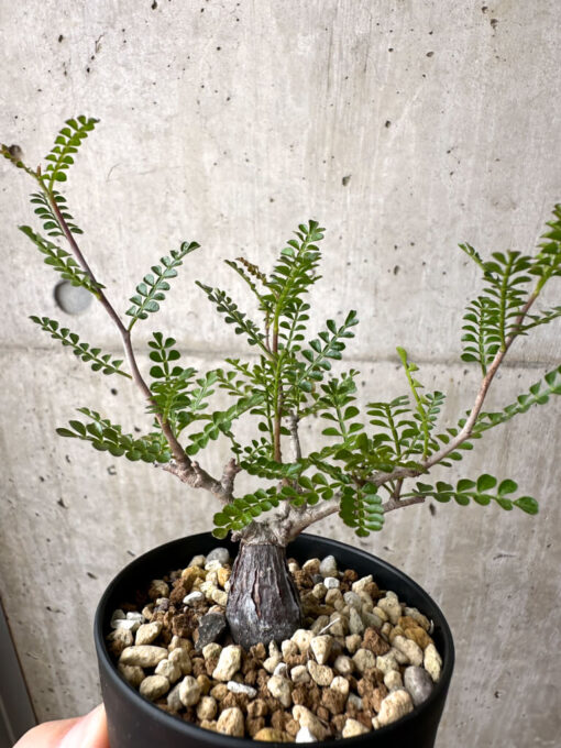 【現品限り】オペルクリカリア・パキプス 根挿し【AE12】 Operculicarya pachypus【植物】塊根植物 夏型 コーデックス - 画像 (4)