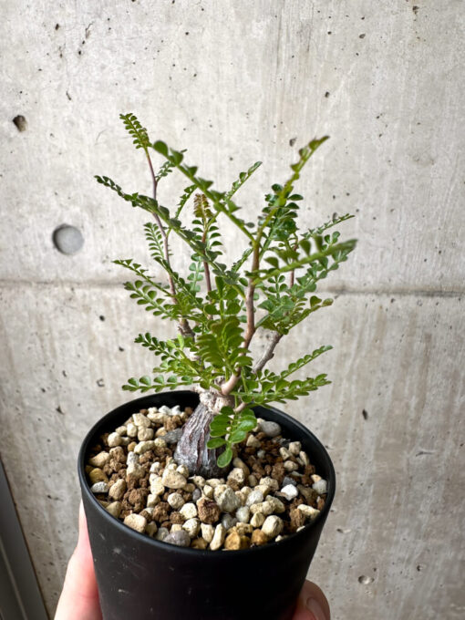 【現品限り】オペルクリカリア・パキプス 根挿し【AE12】 Operculicarya pachypus【植物】塊根植物 夏型 コーデックス - 画像 (5)