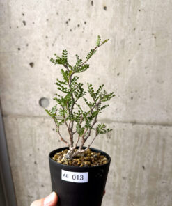 【現品限り】オペルクリカリア・パキプス 根挿し【AE13】 Operculicarya pachypus【植物】塊根植物 夏型 コーデックス