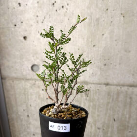 【現品限り】オペルクリカリア・パキプス 根挿し【AE13】 Operculicarya pachypus【植物】塊根植物 夏型 コーデックス