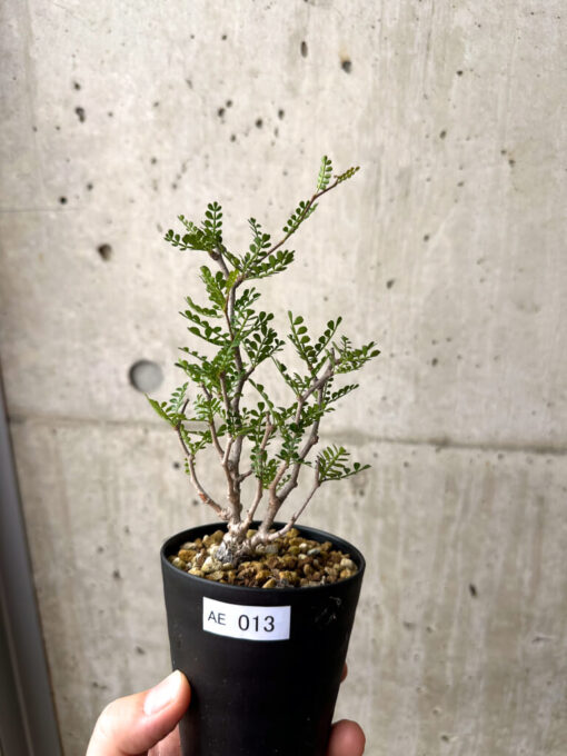 【現品限り】オペルクリカリア・パキプス 根挿し【AE13】 Operculicarya pachypus【植物】塊根植物 夏型 コーデックス