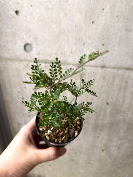 【現品限り】オペルクリカリア・パキプス 根挿し【AE13】 Operculicarya pachypus【植物】塊根植物 夏型 コーデックス - 画像 (2)