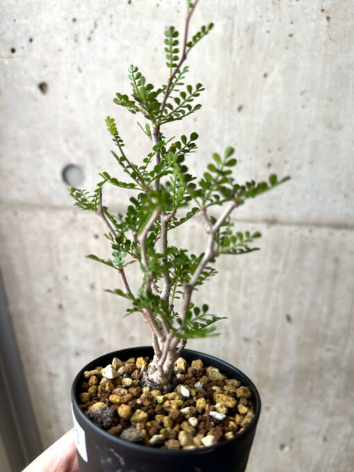 【現品限り】オペルクリカリア・パキプス 根挿し【AE13】 Operculicarya pachypus【植物】塊根植物 夏型 コーデックス - 画像 (3)