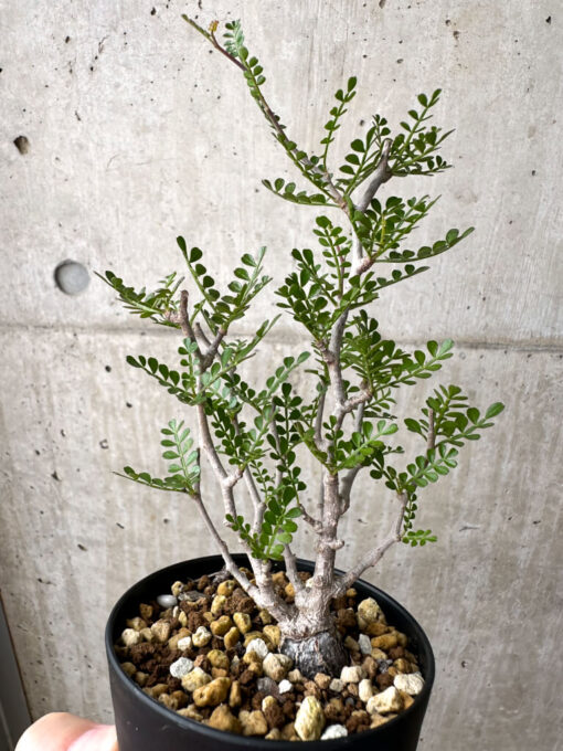 【現品限り】オペルクリカリア・パキプス 根挿し【AE13】 Operculicarya pachypus【植物】塊根植物 夏型 コーデックス - 画像 (4)