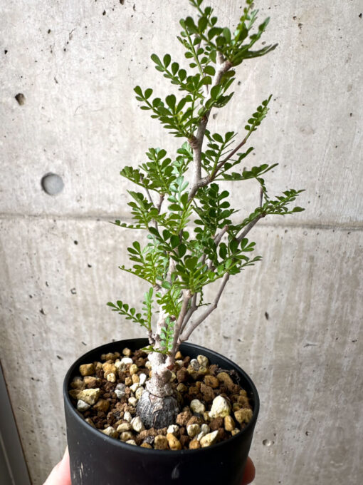 【現品限り】オペルクリカリア・パキプス 根挿し【AE13】 Operculicarya pachypus【植物】塊根植物 夏型 コーデックス - 画像 (5)