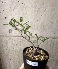 【現品限り】オペルクリカリア・パキプス 根挿し【AE14】 Operculicarya pachypus【植物】塊根植物 夏型 コーデックス