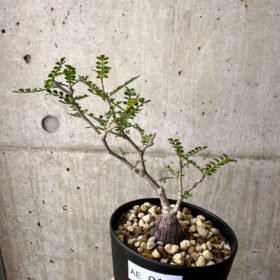 【現品限り】オペルクリカリア・パキプス 根挿し【AE14】 Operculicarya pachypus【植物】塊根植物 夏型 コーデックス