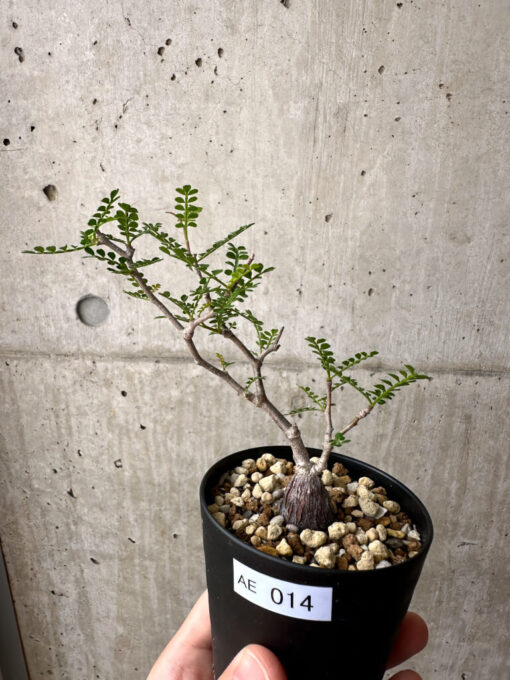 【現品限り】オペルクリカリア・パキプス 根挿し【AE14】 Operculicarya pachypus【植物】塊根植物 夏型 コーデックス