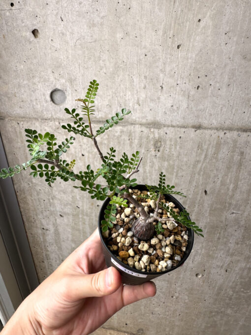 【現品限り】オペルクリカリア・パキプス 根挿し【AE14】 Operculicarya pachypus【植物】塊根植物 夏型 コーデックス - 画像 (2)