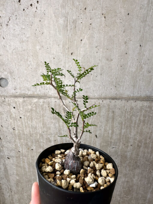 【現品限り】オペルクリカリア・パキプス 根挿し【AE14】 Operculicarya pachypus【植物】塊根植物 夏型 コーデックス - 画像 (3)