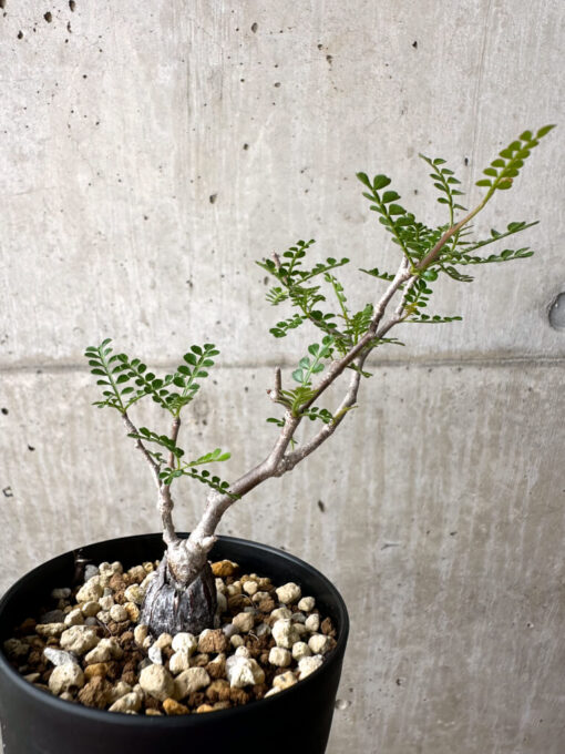 【現品限り】オペルクリカリア・パキプス 根挿し【AE14】 Operculicarya pachypus【植物】塊根植物 夏型 コーデックス - 画像 (4)