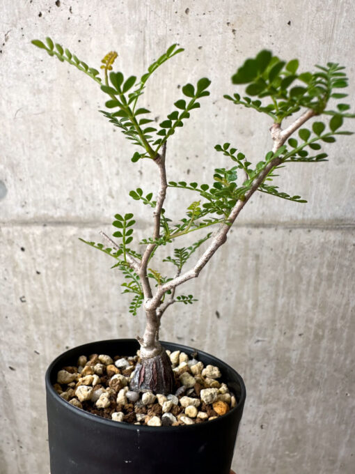 【現品限り】オペルクリカリア・パキプス 根挿し【AE14】 Operculicarya pachypus【植物】塊根植物 夏型 コーデックス - 画像 (5)