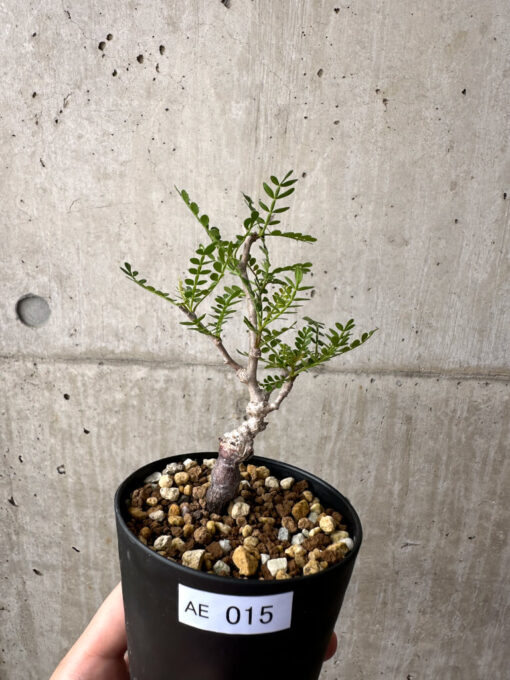 【現品限り】オペルクリカリア・パキプス 根挿し【AE15】 Operculicarya pachypus【植物】塊根植物 夏型 コーデックス