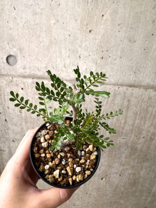 【現品限り】オペルクリカリア・パキプス 根挿し【AE15】 Operculicarya pachypus【植物】塊根植物 夏型 コーデックス - 画像 (2)