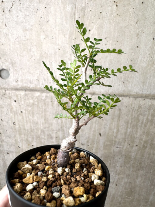 【現品限り】オペルクリカリア・パキプス 根挿し【AE15】 Operculicarya pachypus【植物】塊根植物 夏型 コーデックス - 画像 (3)