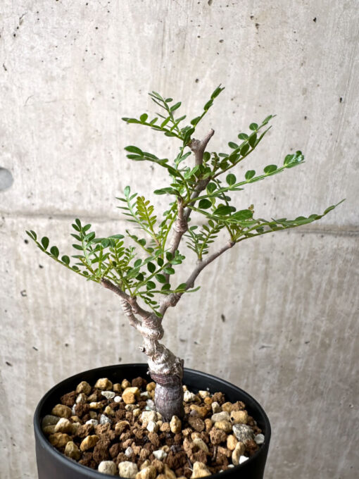 【現品限り】オペルクリカリア・パキプス 根挿し【AE15】 Operculicarya pachypus【植物】塊根植物 夏型 コーデックス - 画像 (4)