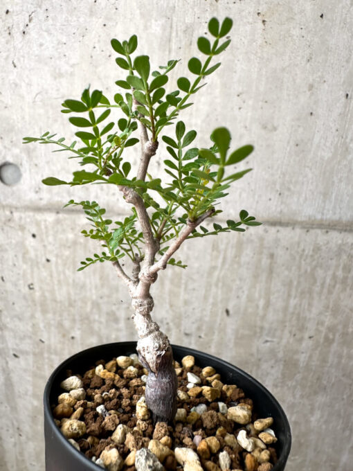 【現品限り】オペルクリカリア・パキプス 根挿し【AE15】 Operculicarya pachypus【植物】塊根植物 夏型 コーデックス - 画像 (5)