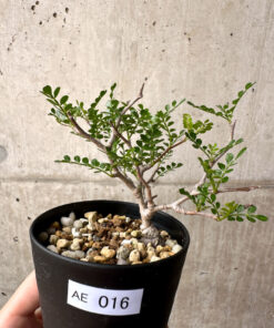 【現品限り】オペルクリカリア・パキプス 根挿し【AE16】 Operculicarya pachypus【植物】塊根植物 夏型 コーデックス