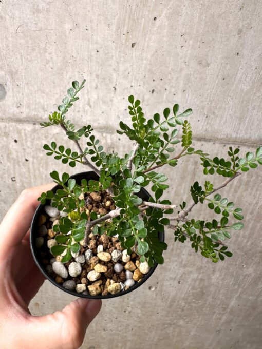 【現品限り】オペルクリカリア・パキプス 根挿し【AE16】 Operculicarya pachypus【植物】塊根植物 夏型 コーデックス - 画像 (2)