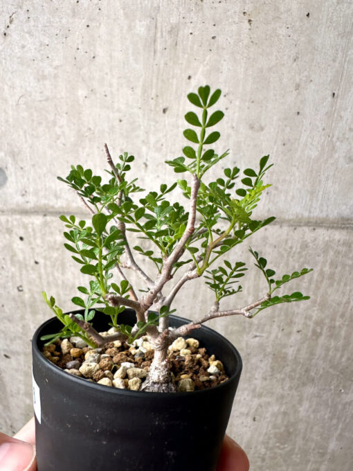 【現品限り】オペルクリカリア・パキプス 根挿し【AE16】 Operculicarya pachypus【植物】塊根植物 夏型 コーデックス - 画像 (3)