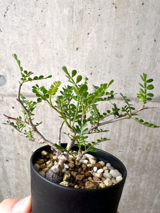 【現品限り】オペルクリカリア・パキプス 根挿し【AE16】 Operculicarya pachypus【植物】塊根植物 夏型 コーデックス - 画像 (4)