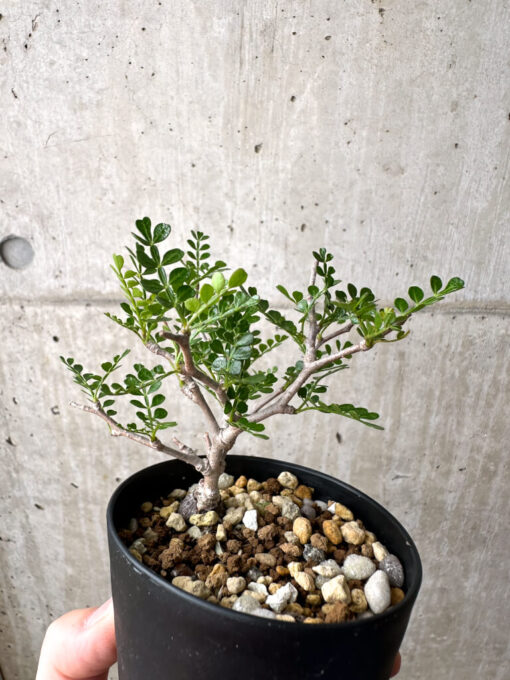 【現品限り】オペルクリカリア・パキプス 根挿し【AE16】 Operculicarya pachypus【植物】塊根植物 夏型 コーデックス - 画像 (5)