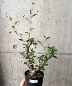 【現品限り】センナ・メリディオナリス 実生【AE17】 Senna meridionalis【植物】塊根植物 夏型 コーデックス