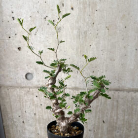 【現品限り】センナ・メリディオナリス 実生【AE17】 Senna meridionalis【植物】塊根植物 夏型 コーデックス