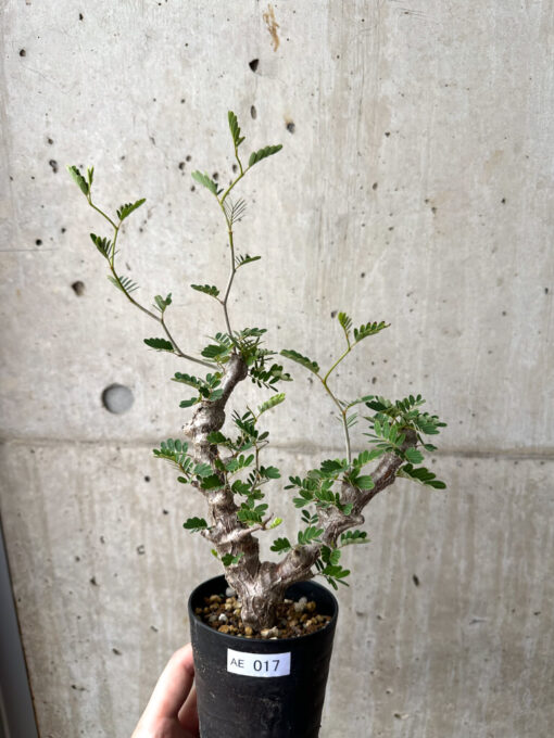 【現品限り】センナ・メリディオナリス 実生【AE17】 Senna meridionalis【植物】塊根植物 夏型 コーデックス