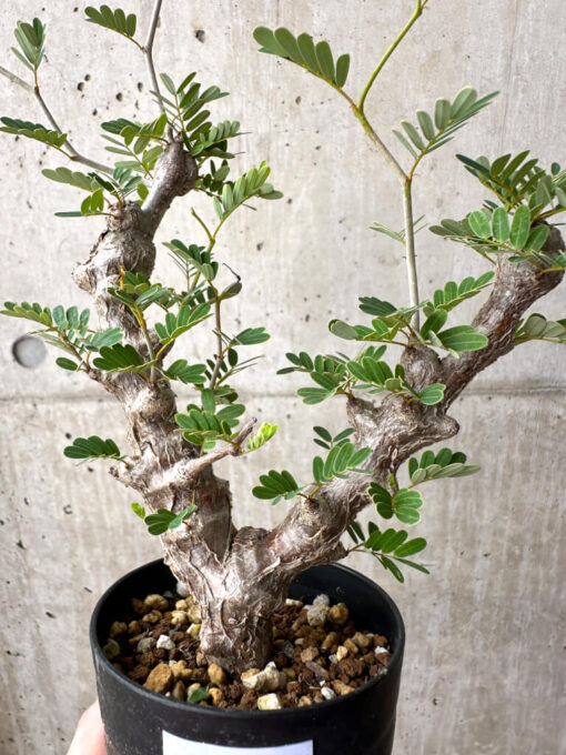 【現品限り】センナ・メリディオナリス 実生【AE17】 Senna meridionalis【植物】塊根植物 夏型 コーデックス - 画像 (2)