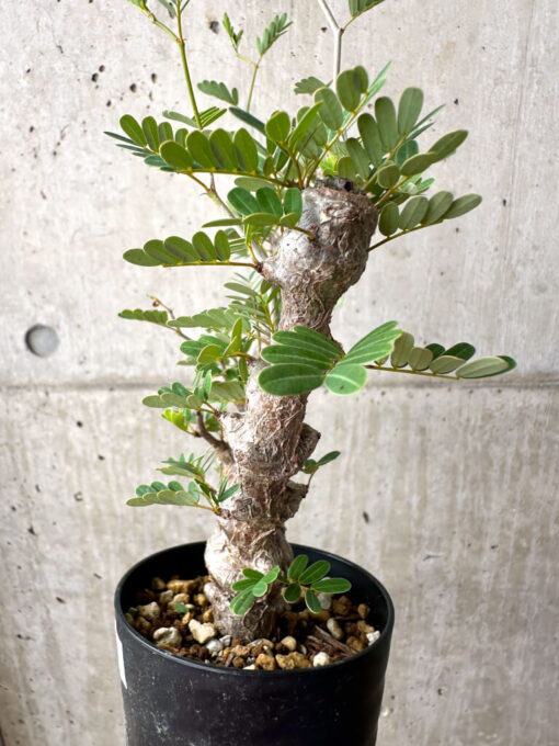 【現品限り】センナ・メリディオナリス 実生【AE17】 Senna meridionalis【植物】塊根植物 夏型 コーデックス - 画像 (3)