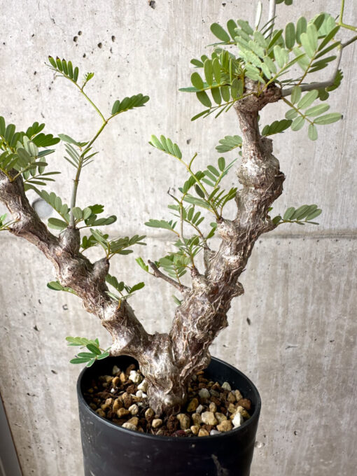 【現品限り】センナ・メリディオナリス 実生【AE17】 Senna meridionalis【植物】塊根植物 夏型 コーデックス - 画像 (4)