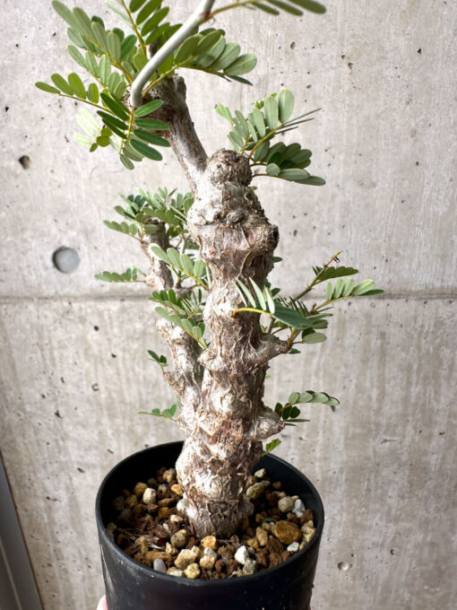 【現品限り】センナ・メリディオナリス 実生【AE17】 Senna meridionalis【植物】塊根植物 夏型 コーデックス - 画像 (5)