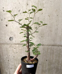 【現品限り】センナ・メリディオナリス 実生【AE18】 Senna meridionalis【植物】塊根植物 夏型 コーデックス